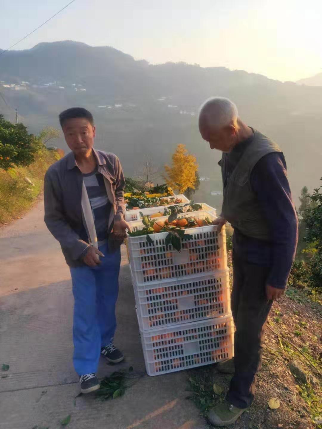 秭归橙子甜麻阳冰糖橙新鲜孕妇水果果冻橙纽荷尔超甜10斤包邮 - 图2