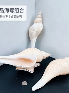 天然海螺贝壳标本鱼缸造景