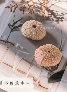 diy海螺贝壳墙贴爱情家居装饰