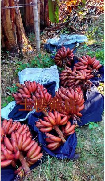 果园直销新鲜红皮香蕉福建土楼特产红美人蕉水果5斤包邮 - 图1