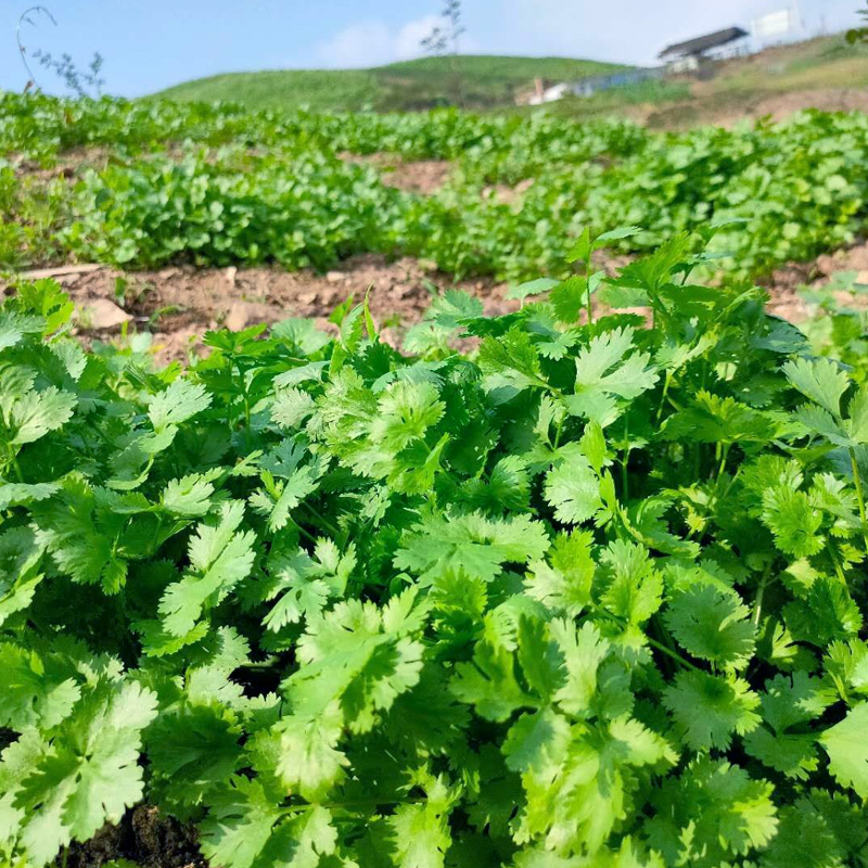 四季香菜籽种农家小叶香菜种子盆栽蔬菜种籽春季阳台芫荽菜种籽孑 - 图2