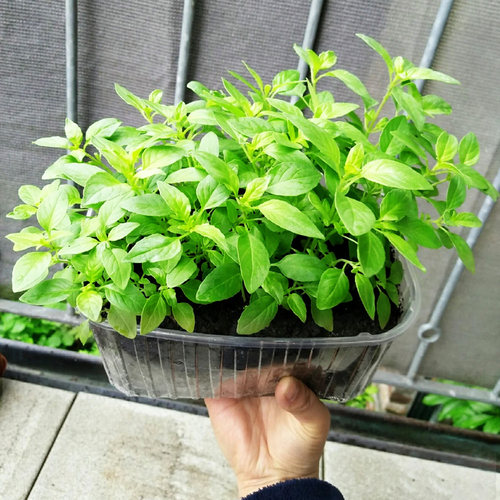 荆芥种子河南大叶荆芥菜种籽孑金芥籽罗勒种孑阳台盆栽荆棘菜籽种 - 图2