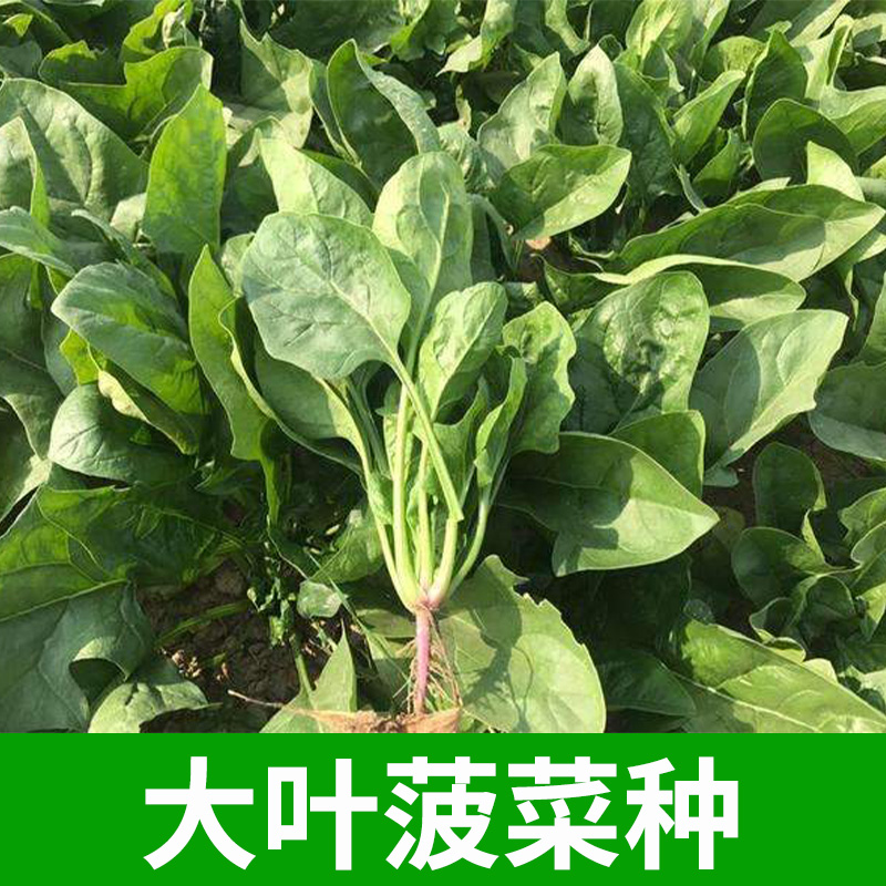 大叶菠菜种子红根耐热寒阳台盆栽春秋冬四季播高产蔬菜种籽孑大全 - 图0