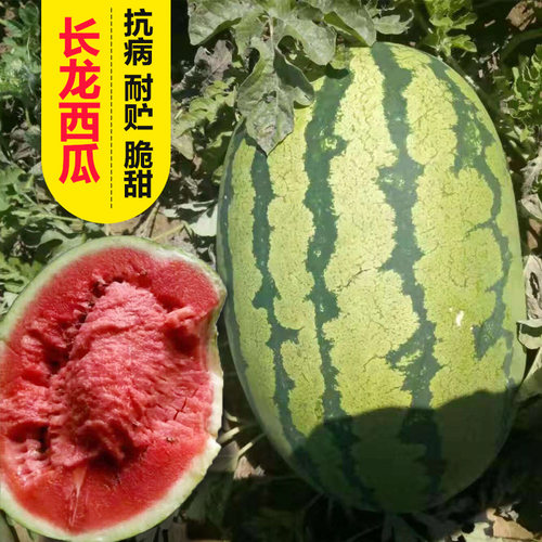 懒汉甜王西瓜种子8424麒麟籽苗特大高产无籽巨型南方四季水果种孑 - 图1