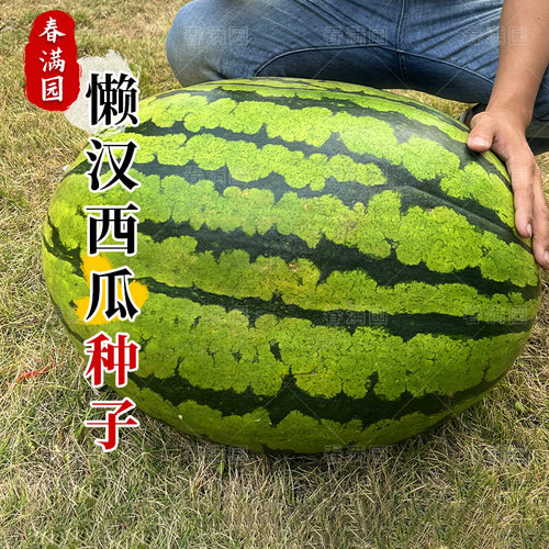 懒汉甜王西瓜种子8424麒麟籽苗特大高产无籽巨型南方四季水果种孑 - 图0