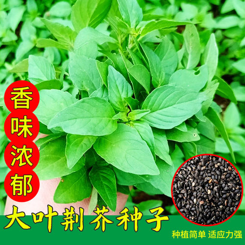 荆芥种子河南大叶荆芥菜种籽孑金芥籽罗勒种孑阳台盆栽荆棘菜籽种 - 图0