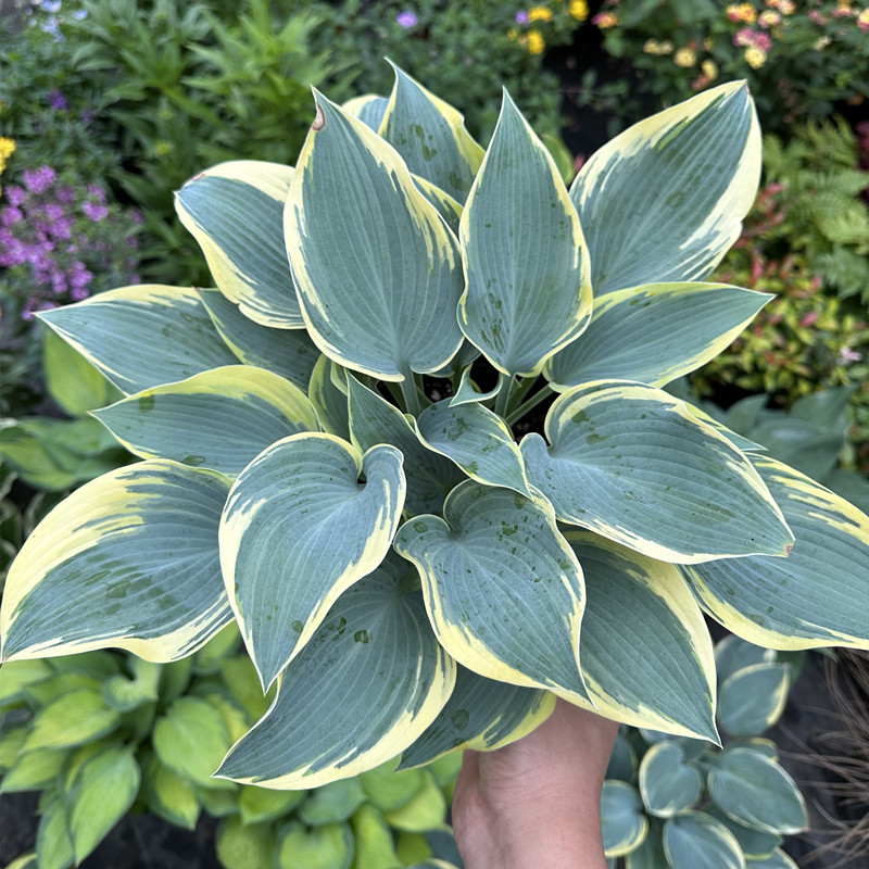 玉簪盆栽狂热六月巨无霸室内阳台庭院耐阴花卉多年生花镜植物包邮 - 图1