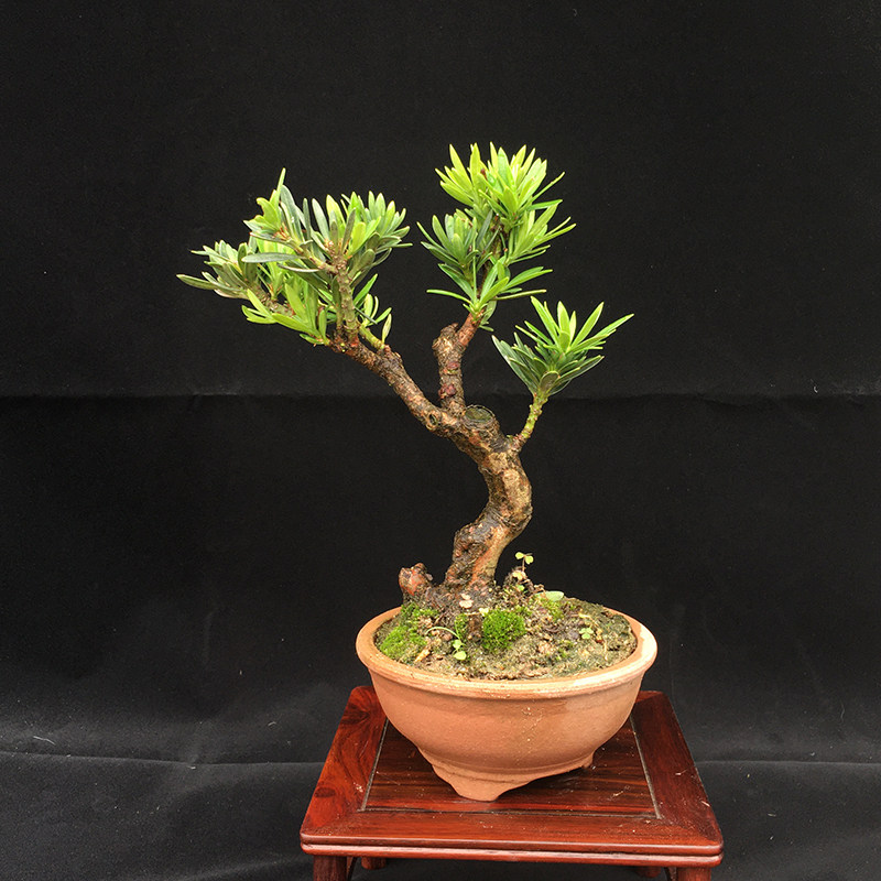 罗汉松盆景小叶罗汉松小品米叶罗汉松盆栽南通米叶罗汉松植物 亦盆栽园艺 淘优券