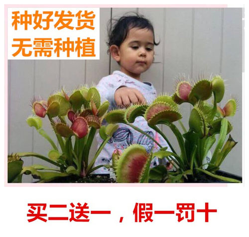 B52捕蝇草超大特大捕虫草猪笼草茅膏菜大型食虫植物食人花驱蚊 - 图1