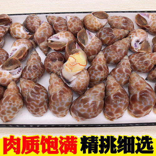 花螺鲜活冷冻大花螺东风螺新鲜海螺大香螺海鲜水产贝类大猫眼螺 - 图1