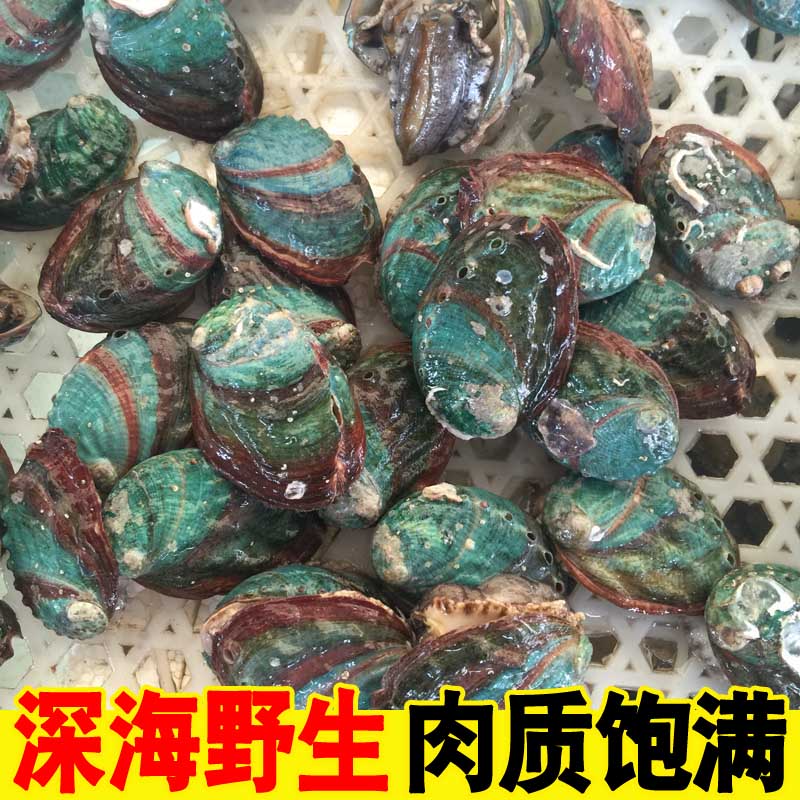 Abalone, big abalone, fresh big abalone, big abalone, live