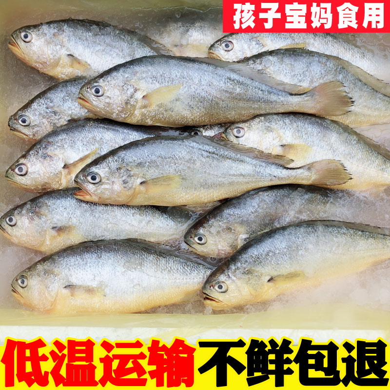 新鲜小黄鱼鲜活黄花鱼大眼鱼小黄花鱼深海鱼野生海鱼海鲜水产鱼类 - 图1