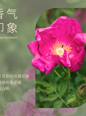 魔天然苦水玫瑰精油单方100%纯度