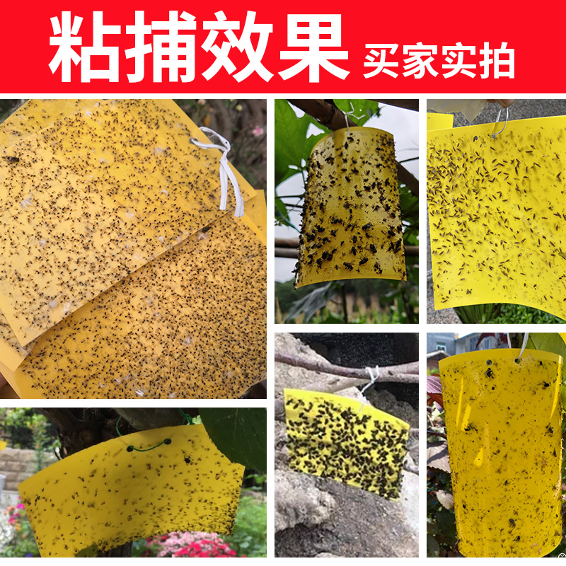 双面粘虫板黄板诱虫蓝板纸贴黄色飞虫小黑飞沾果蝇诱捕器粘板家用 - 图0