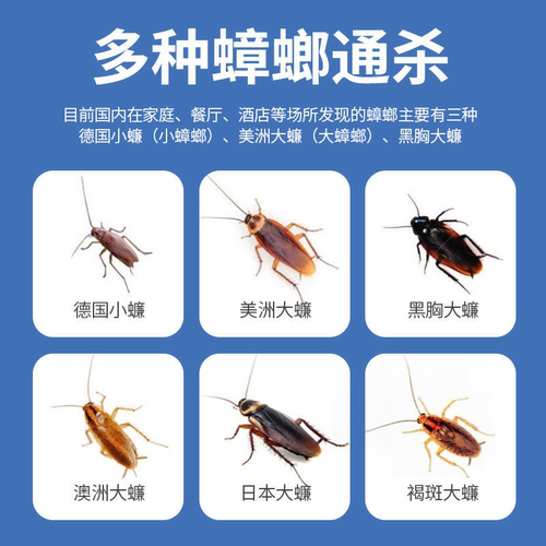 科凌虫控家用蟑螂药粉室内端餐厅全窝小强饵剂灭杀小强饭店非无毒 - 图0