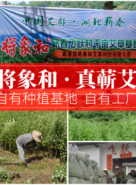 将象和陈年艾灸条
