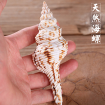 Bofu Natural White Sea Snail Beautifully Dedicated to Goods for Right-hand Musical Instrument Eight Auspicious Support of the Eight Treasure Eight for the suit