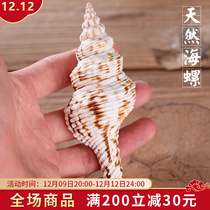 Bofu Natural White Sea Snail Beautifully Dedicated to Goods for Right-hand Musical Instrument Eight Auspicious Support of the Eight Treasure Eight for the suit