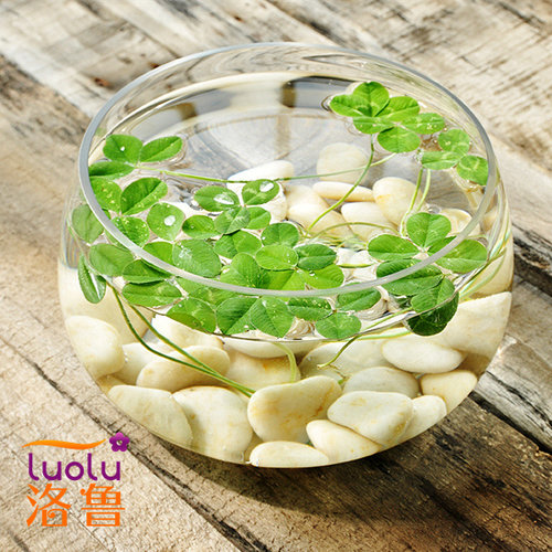 透明玻璃花瓶铜钱草水培植物花盆大码绿萝玻璃器皿客厅圆形鱼缸 - 图0