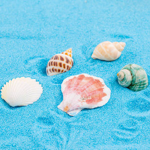 天然大海螺贝壳工艺品珊瑚石摆件鱼缸装饰品微景观创意海边小海星