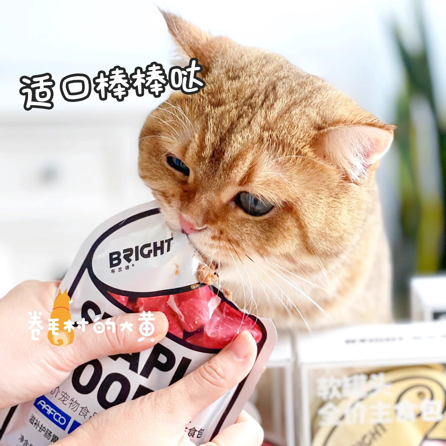 布兰德猫咪狗狗主食罐软罐头餐包湿主粮营养增肥发腮拌粮猫粮犬粮,淘宝优惠券,粉丝福利购,淘宝优惠卷