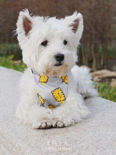 Водонепроницаемое дудоу для выхода на улицу, регулируемый жилет, с медвежатами