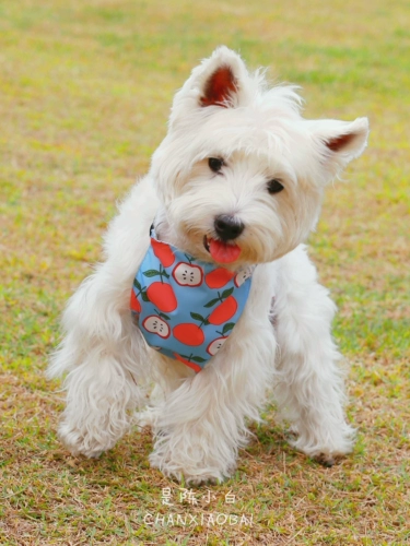 Водонепроницаемое дудоу для выхода на улицу, регулируемый жилет, с медвежатами