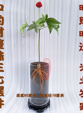 三七摆件模型中药材模型罐装三七模型整株三七橱窗摆件