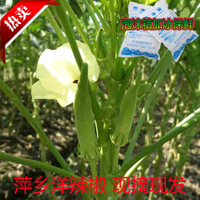 萍乡黄秋葵洋辣椒农家六角豆羊角豆500g一斤江西绿色蔬菜时蔬时价 - 图1