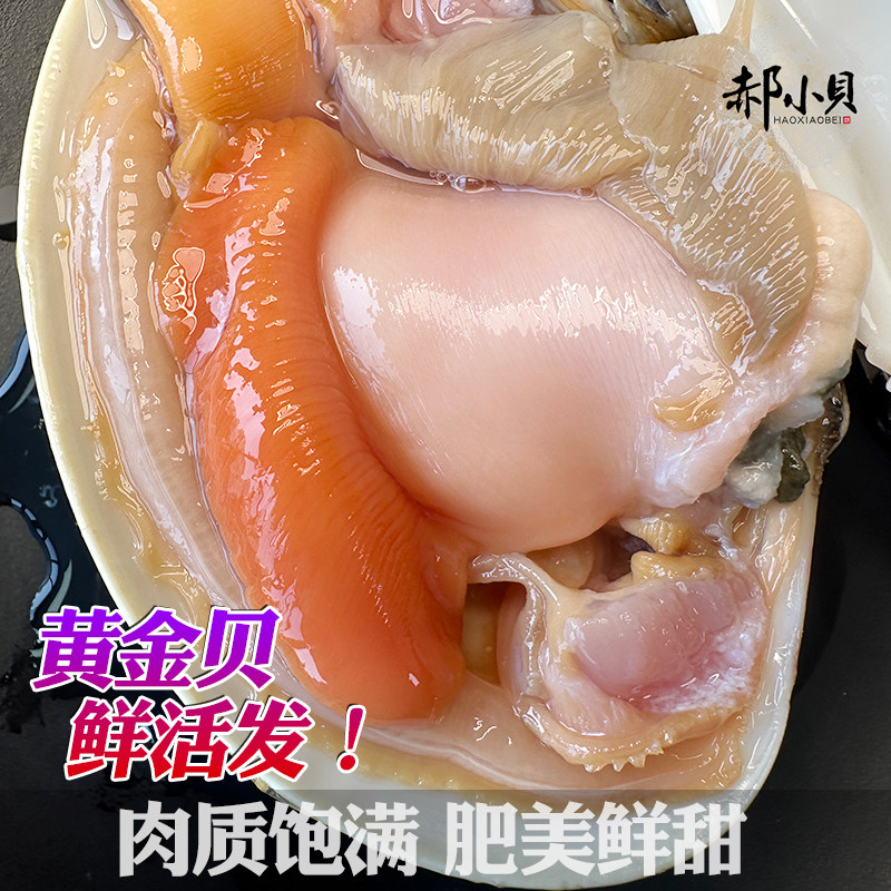 黄金贝鲜活超大青岛海鲜水产文贝特大蛤蜊花甲王花蛤文蛤贝类500g - 图3