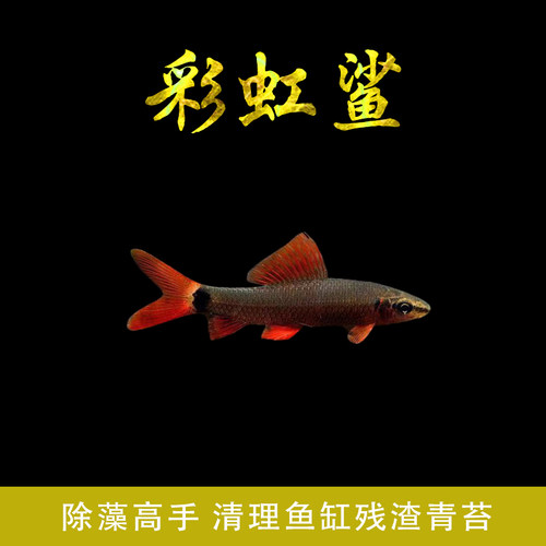 清道夫活体彩虹鲨鱼金苔鼠鱼吃粪便垃圾粉红鲨除藻小型热带观赏鱼 - 图0