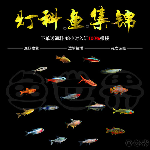 热带鱼小型淡水红绿灯鱼斑马活体宝莲灯草缸孔雀鱼群游鱼苗灯科鱼 - 图0