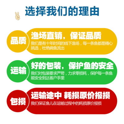 红绿灯小型灯科鱼孔雀鱼热带观赏鱼淡水宝莲灯鱼活体鱼群游鱼包邮 - 图2