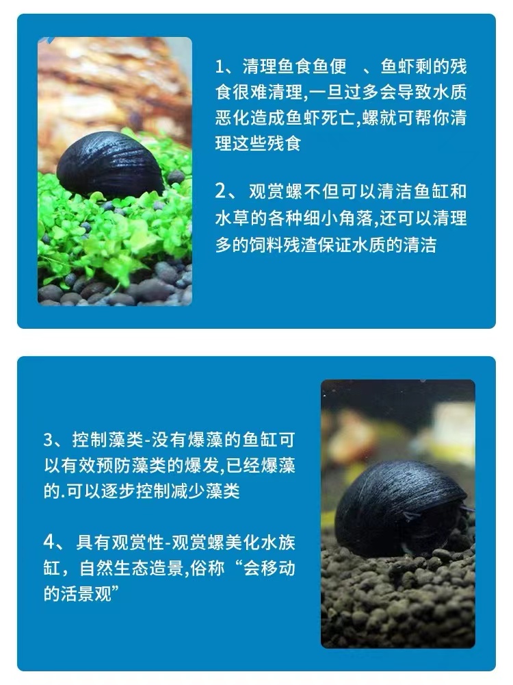 黑金刚螺不吃水草缸清洁淡水除藻工具螺热带观赏活体清洁宠物蜗牛 - 图2