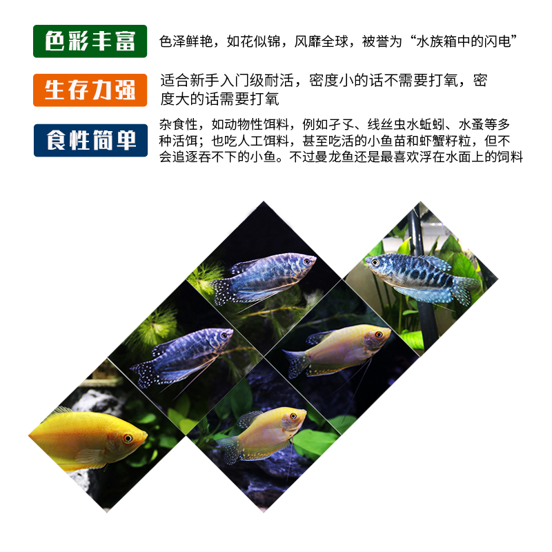 吃蛋白虫黄蓝曼龙鱼马甲鱼五彩丽丽鱼曼龙球水族宠物耐养活体包邮-图2