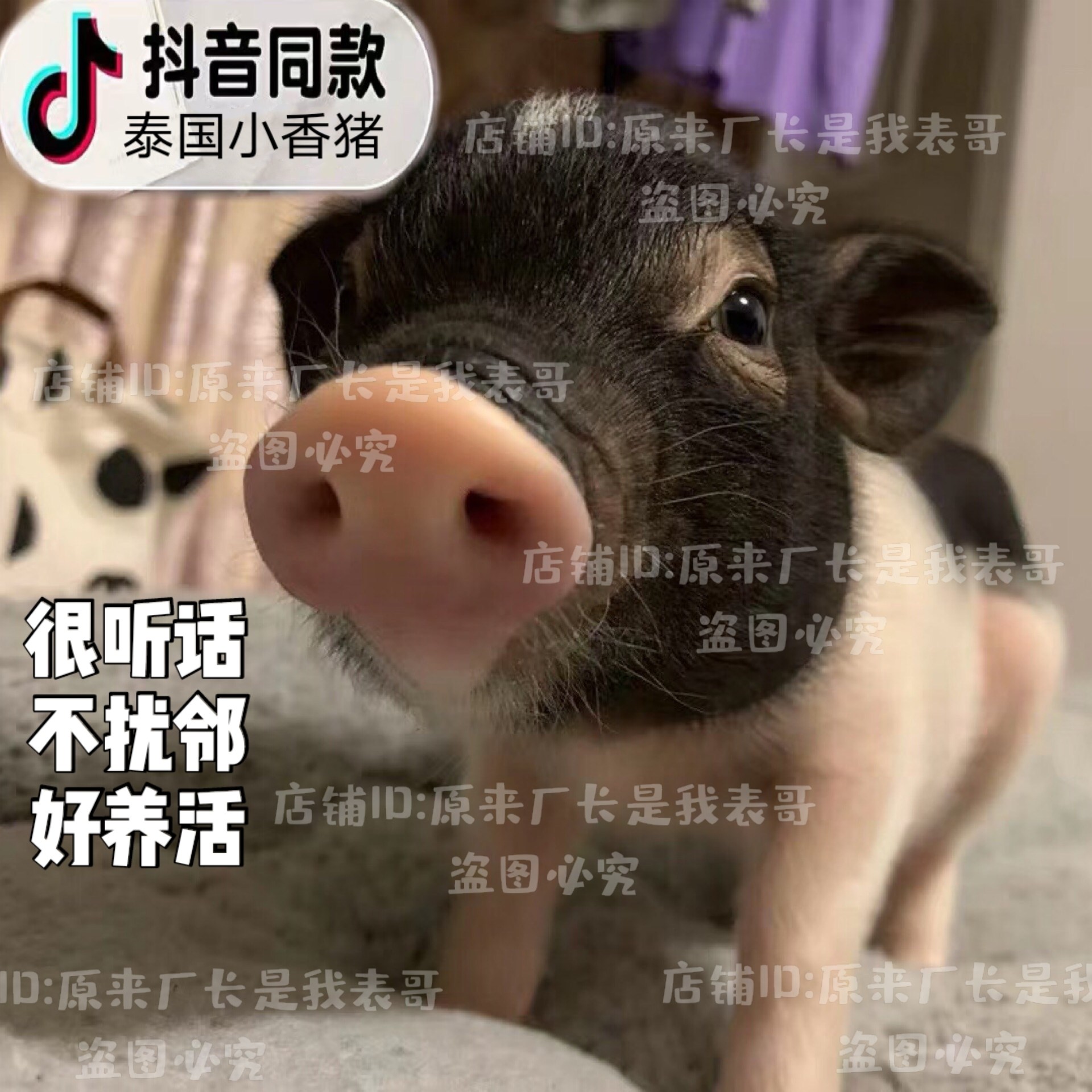 网红超可爱抖音宠物活体泰国迷你纯种小香猪佩奇萌宠异宠明星小猪,淘宝优惠券,粉丝福利购,淘宝优惠卷