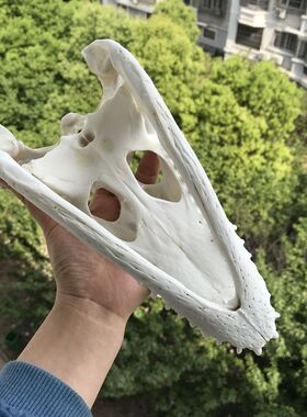 鳄鱼头骨标本摆件仿真动物模型装饰品家居客厅玄关摆件