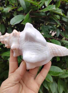 天然超大海螺赤旋天王吹