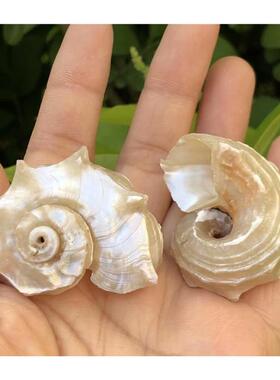 天然贝壳海螺荧光海马粉色鱼缸水族装饰品摆件螺白色寄居蟹替换壳