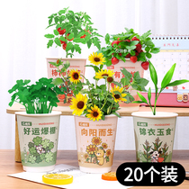 Child Potted Plant Corn Sunflower Western Red Persimmon Seed Indoor Tabletop Green Plant Potted Friend Gift Gift