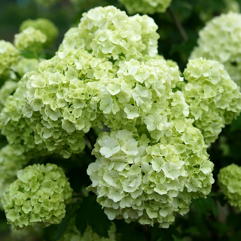 简影花园 欧洲木绣球玫瑰白色球状花园耐寒木本花卉花园庭院植物 - 图2