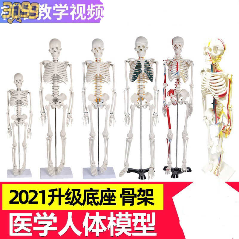 动物骨骼模型 新人首单立减十元 21年8月 淘宝海外