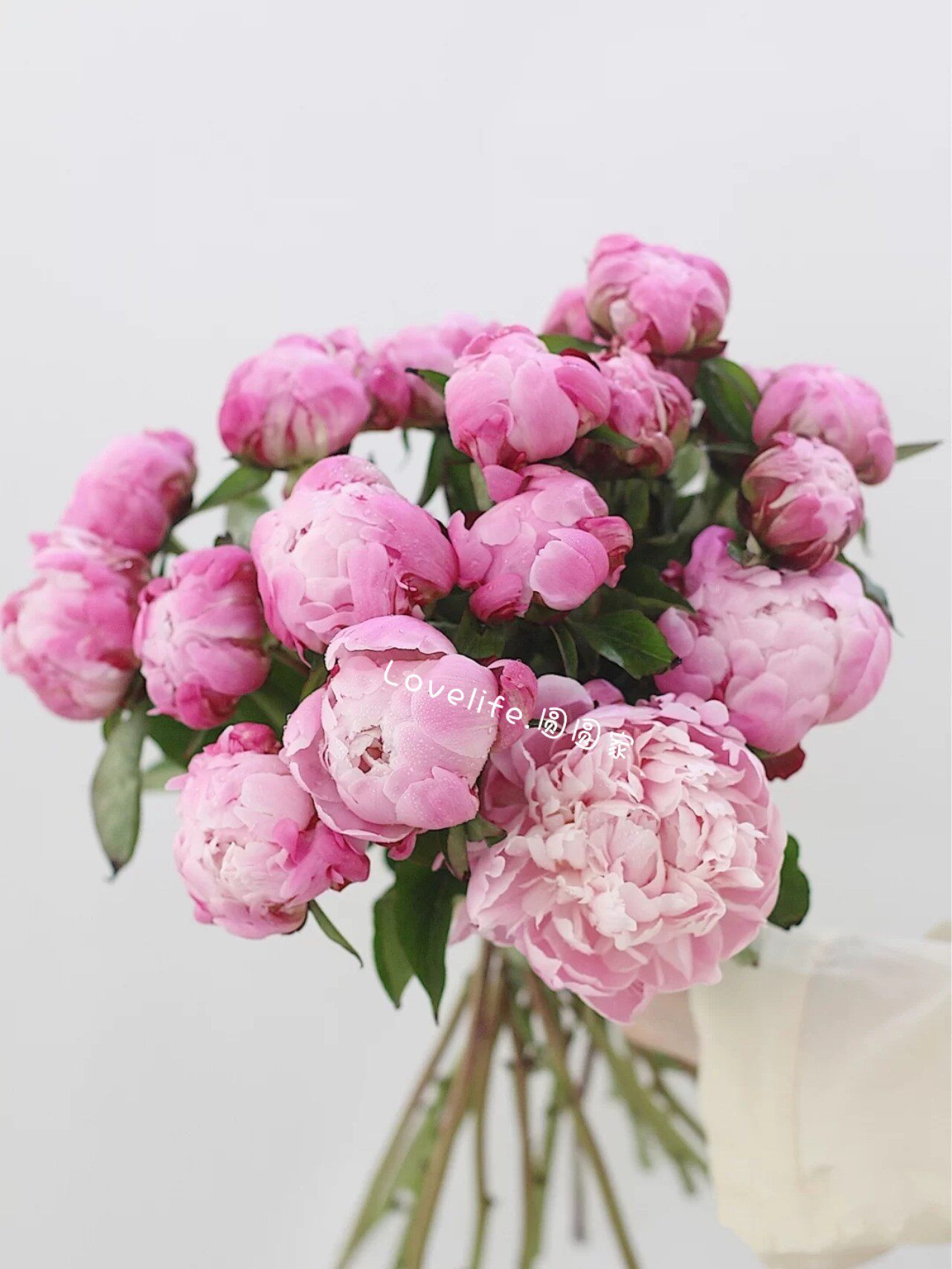 重单瓣康乃馨母亲节睡莲五月花芍药 芍药鲜花重单瓣芍药康乃馨母亲节鲜花睡莲大 娜露可旗舰店 淘优券