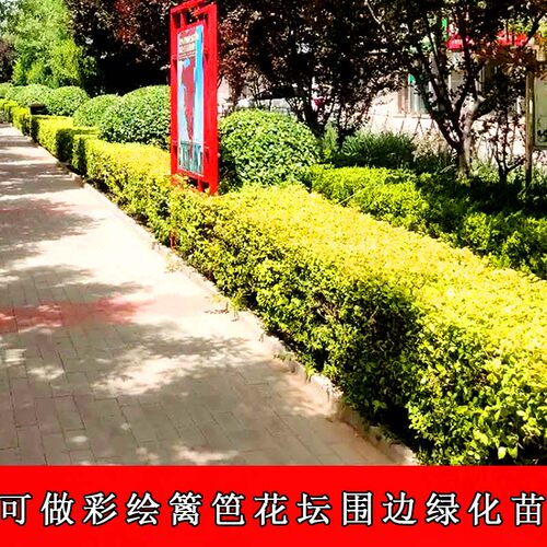 耐寒地接嫁接金叶榆树苗白榆树墙金钱树工程苗庭院绿化围墙绿篱苗 - 图2
