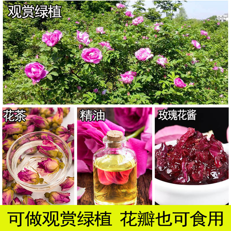 耐寒植物冷香玫瑰花苗可食用抗冻无防护过冬庭院盆栽绿化蔷薇刺玫 - 图1