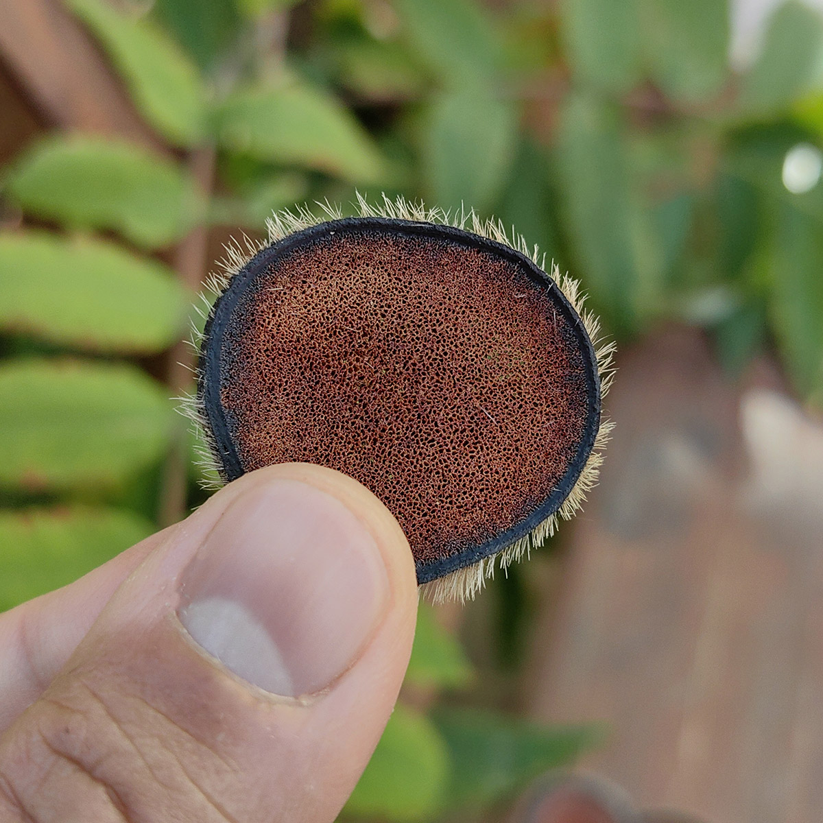 吉林鹿茸红粉片带毛鹿茸片含血足干泡酒料鹿角药材男性正品20克装 - 图2