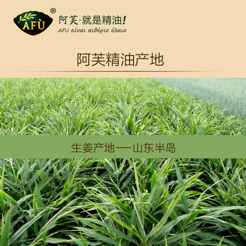 阿芙姜精油10ml单方身体生姜按摩油 阿芙曼语单方精油