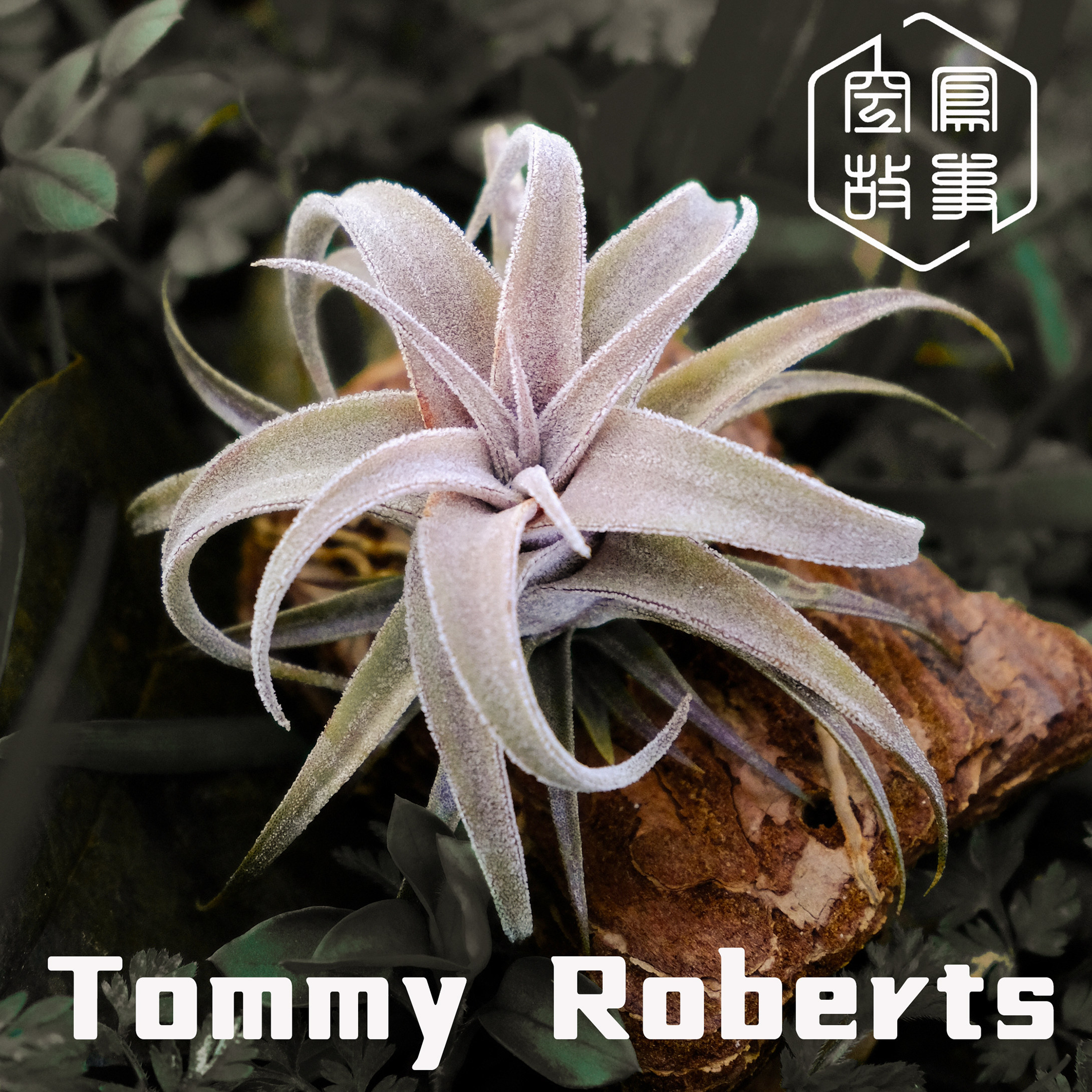 实生Tommy 空凤故事自育珍品室内绿植美观趣味空气凤梨,淘宝优惠券,粉丝福利购,淘宝优惠卷