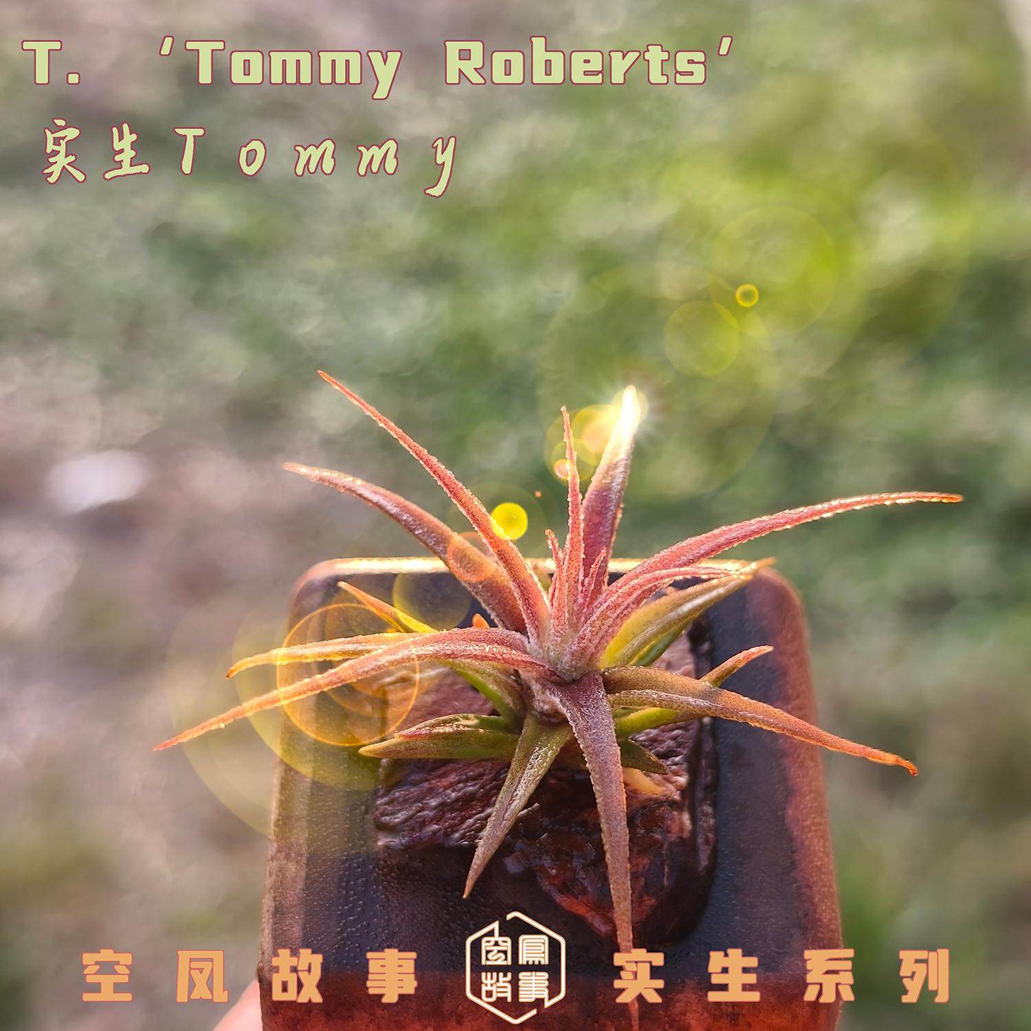 实生Tommy 空凤故事自育珍品室内绿植美观趣味空气凤梨,淘宝优惠券,粉丝福利购,淘宝优惠卷