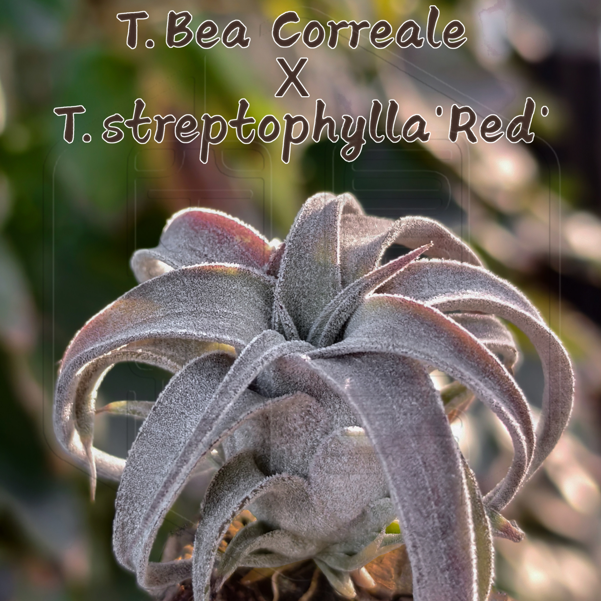 烟火｜史蒂夫BC x 自选红卷 空凤故事自育实生杂交空气凤梨,淘宝优惠券,粉丝福利购,淘宝优惠卷